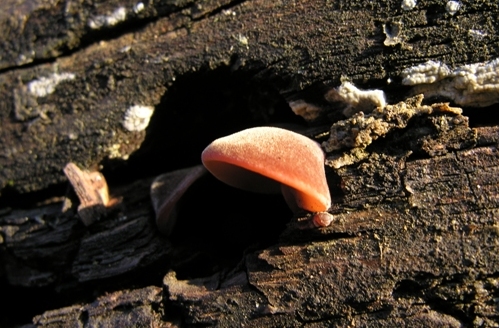 Il mondo degli allegri  funghi...vietato ai micologi!